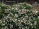 Hydrangea 'Shooting Star' - blooming