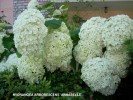 Hydrangea arborescens 'Annabelle' - blossoms