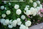 Hydrangea arborescens 'Annabelle'