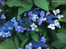 Hydrangea macrophylla 'Blue Lacecap' - blossom