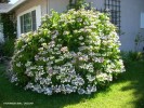 Hydrangea macrophylla 'Lacecap' 1