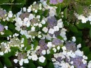 Hydrangea macrophylla 'Lacecap' - blossom 1