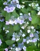 Hydrangea macrophylla 'Lacecap'' - blossom