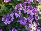 Hydrangea macrophylla 'Pink Lacecap' - blossom