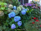 Hydrangea macrophylla - blue - blossom 1