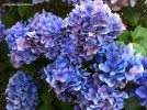 Hydrangea macrophylla - blue - blossomJPG