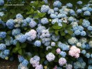 Hydrangea macrophylla - blue