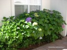 Hydrangea macrophylla - foliage