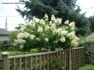 Hydrangea paniculata 'Grandiflora' - blooming