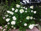 Hydrangea paniculata 'Limelight' - blooming