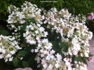 Hydrangea paniculata 'Pinky Winky' - blooming 1