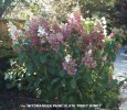 Hydrangea paniculata 'Pinky Winky' - blooming 2