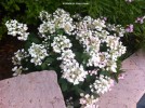 Hydrangea paniculata 'Pinky Winky' - blooming