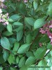 Hydrangea paniculata 'Pinky Winky' - foliage