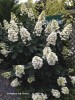 Hydrangea paniculata 'Unique' - blooming