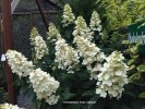 Hydrangea paniculata 'Unique' - blossom