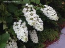 Hydrangea quercifolia blossom