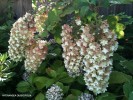 Hydrangea quercifolia - blossom - older 1