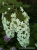 Hydrangea quercifolia - blossom