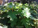 Hydrangea quercifolia-foliage