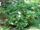 Hydrangea quercifolia