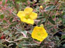 Hypericum 'Tricolor' - blossom