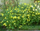 Hypericum x moserianum - blooming