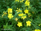 Hypericum x moserianum - blossom