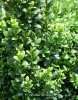 Ilex crenata 'Sky Pencil' - foliage