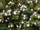 Impatiens sodenii - blossom