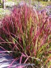 Imperata cylindrica 'Rubra' 2