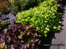 Ipomoea batatas 'Marguerite' & 'Blackie'