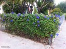 Ipomoea indica - blooming