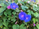 Ipomoea indica - blossom