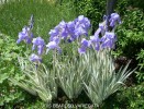 Iris bearded variegata