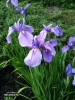 Iris ensata hybrid - blossom