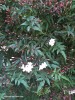 Jasminum polyanthum - foliage