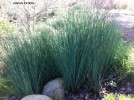 Juncus patens