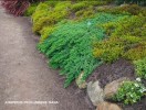 Juniperus procumbens 'Nana'