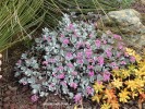 Kalanchoe pumila - blooming