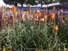 Kniphofia uvaria 'Wilhelms Lance' - blooming