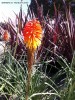 Kniphofia uvaria 'Wilhelms Lance' -blossom