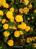 Lantana camara - blossom