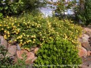 Lantana camara