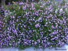 Lantana montevedensis - over wall