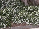 Lantana montevidensis - white