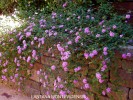 Lantana montevidensis