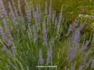 Lavandula 'Provence' blossom