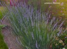 Lavandula 'Provence'