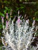 Lavandula 'Silver Anouk' - blooming